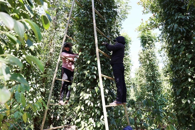 Pepper prices expected to keep rising